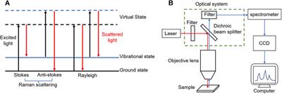 Application and Progress of Raman Spectroscopy in Male Reproductive System